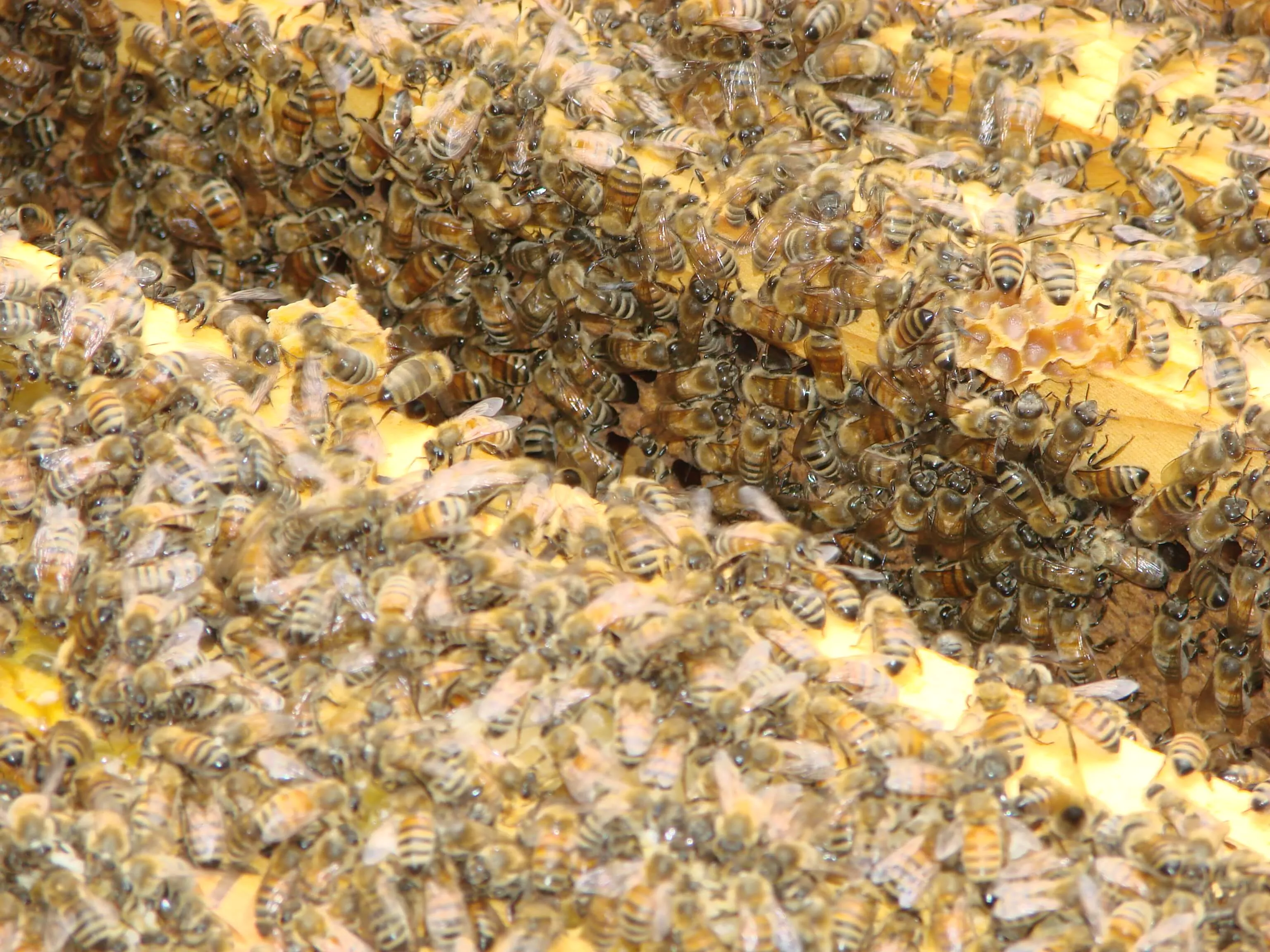 Bees in a beehive