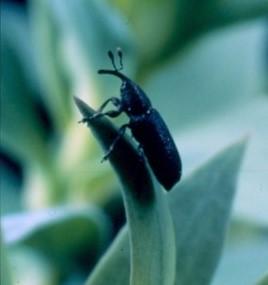 Closeup of black weevil perched at the tip of a plant's leaf.