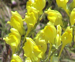 Dalmation Toadflax