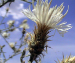 Diffuse Knapweed