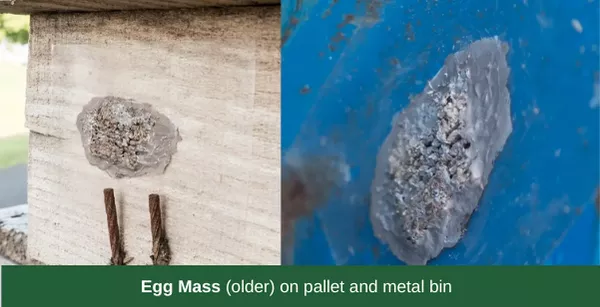 Egg Mass (older) on pallet and metal bin.png