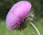 Muskthistle