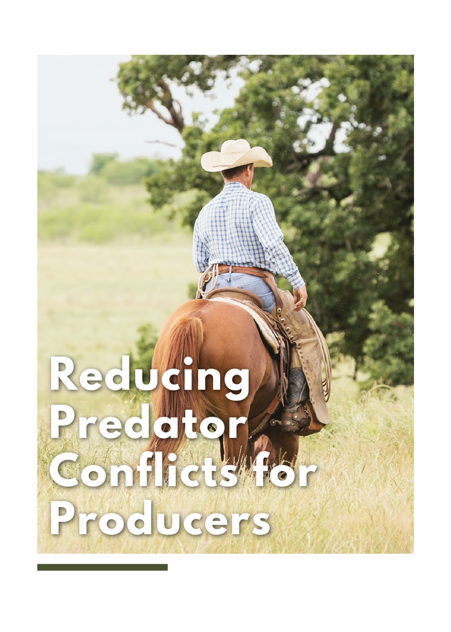 Rancher on a horse in a grassy field with the words Reducing Predator Conflicts for Producers