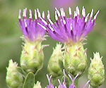 Russian Knapweed