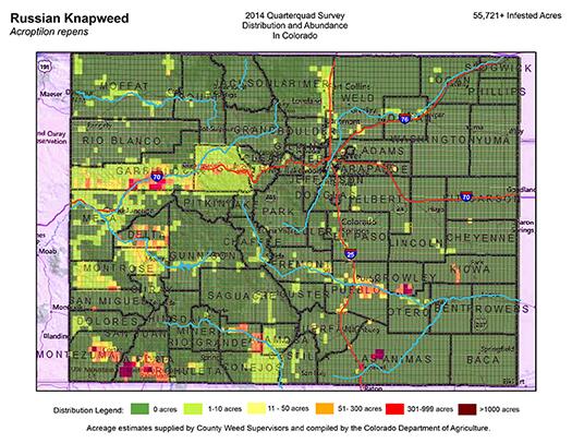 Russian knapweed | Department of Agriculture