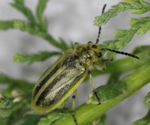 Tamarisk Beetle