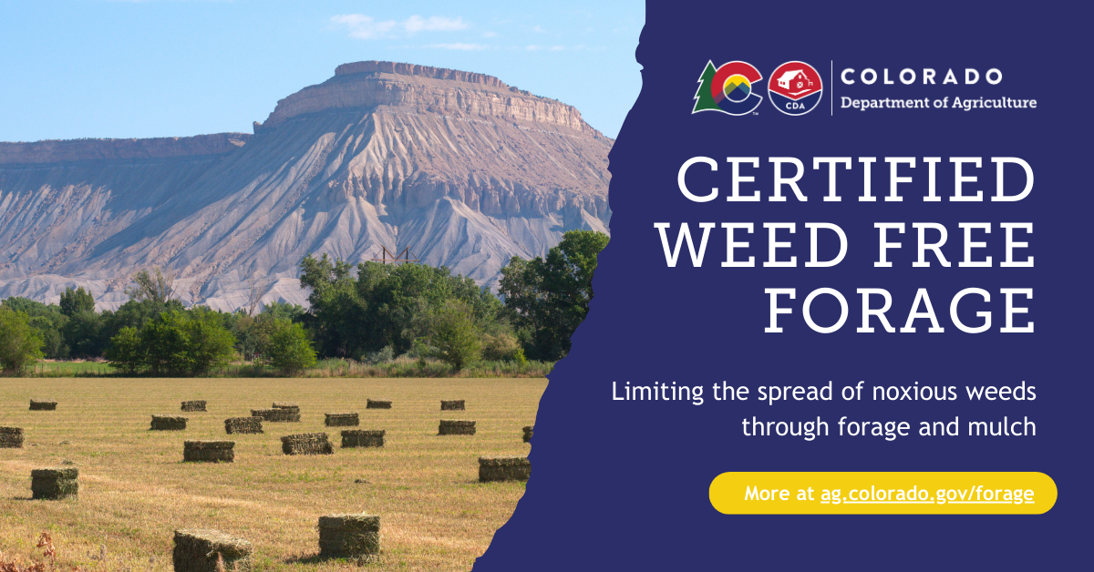 Square bails of hay in front of Mount Garfield on Colorado's Western Slope 