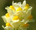 Yellow Toadflax