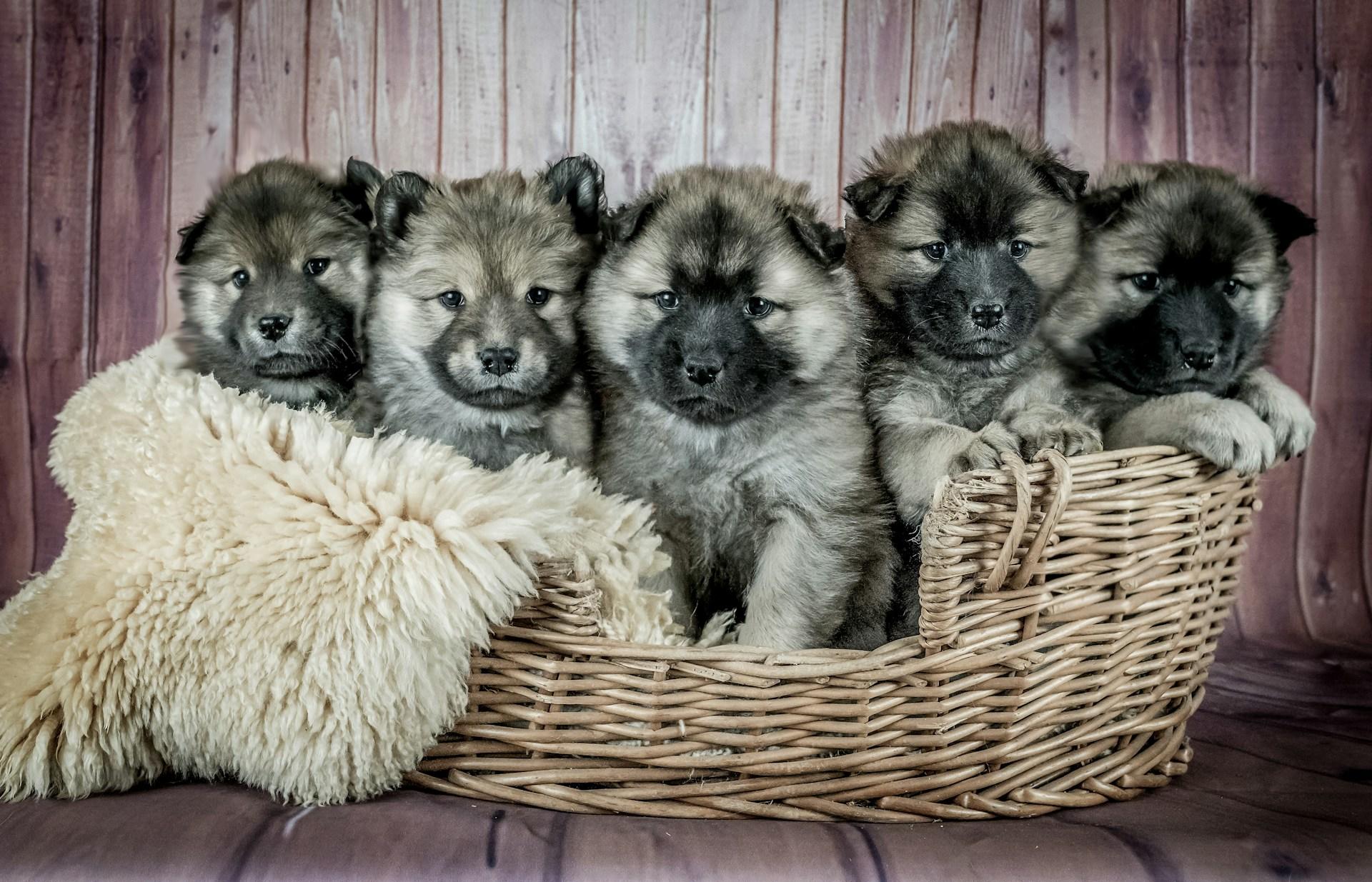 Five adorable furry gray and black puppies sit in a wicker basket on top of a faux fur blanket 