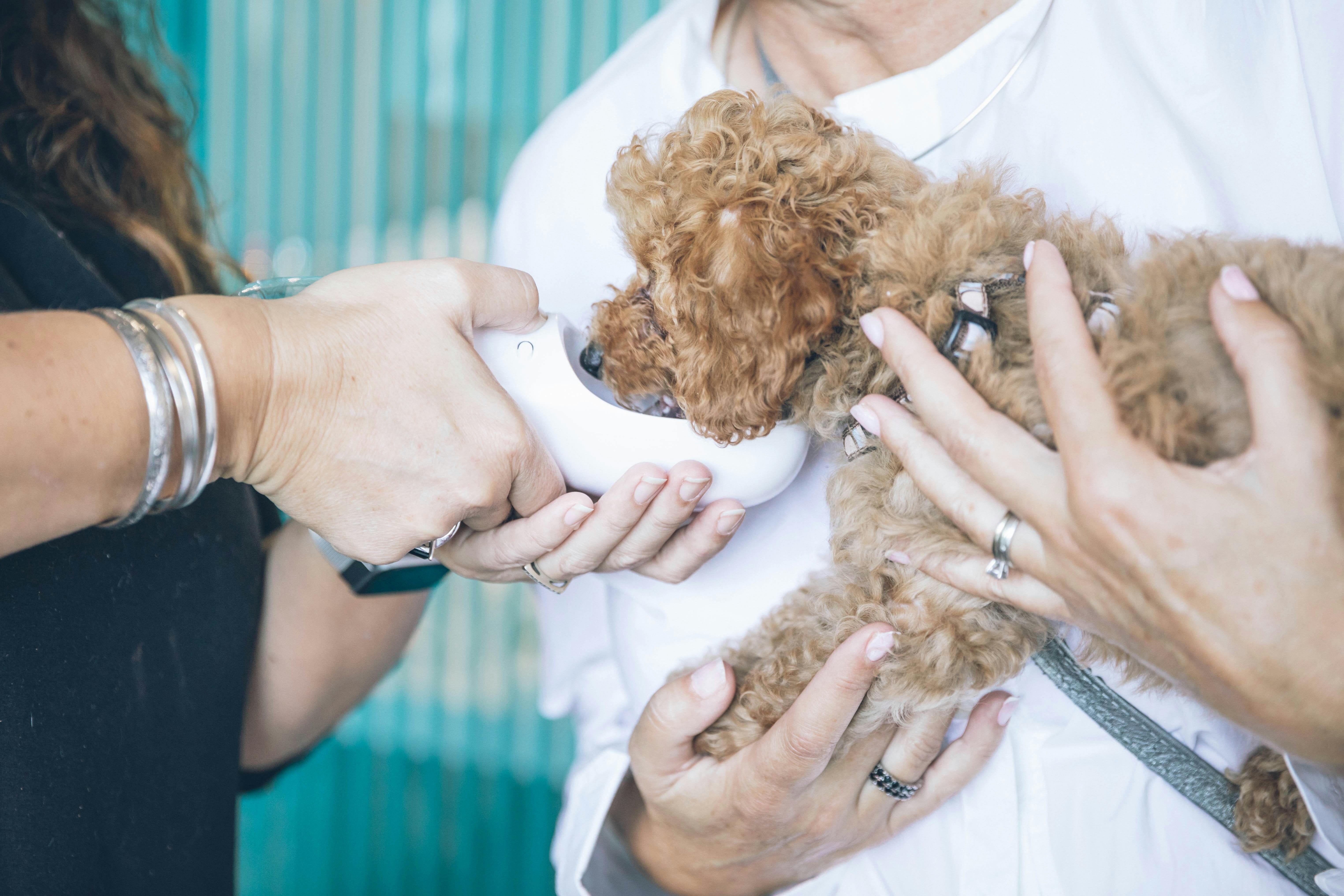 A vet tech gives water to a small dog help by its owner