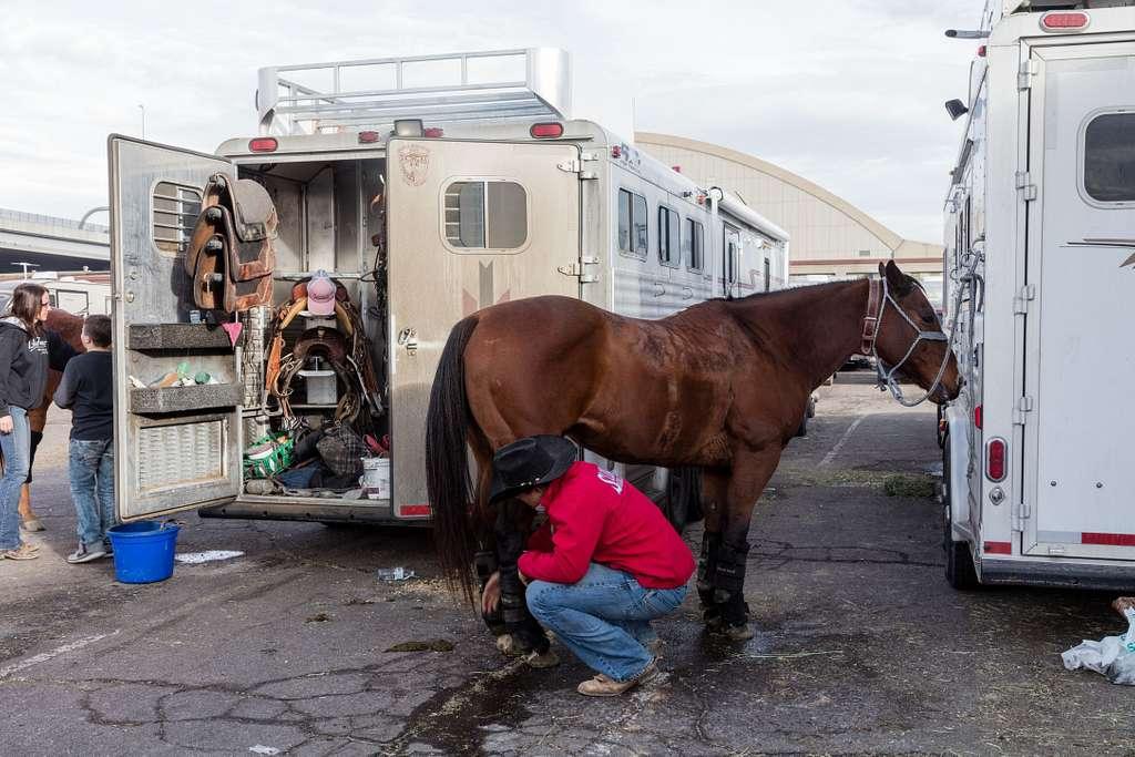 In Denver, Colorado, calf-roper Ace Sloan grooms his horse outside the areana at the National Western Stock Show, which includes and one of the largest indoor rodeos and livestock shows in the world