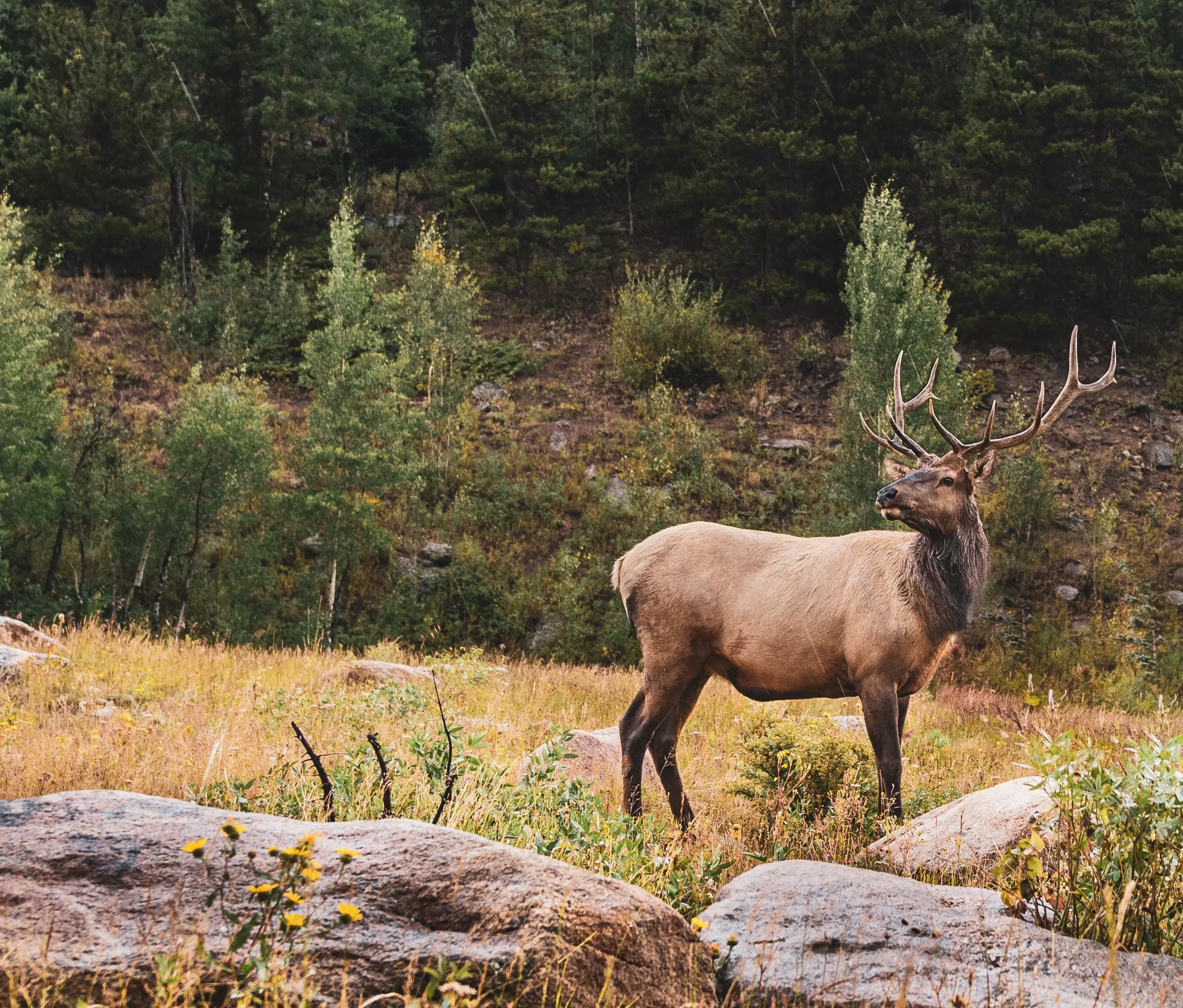 Elk in Colorado landscape