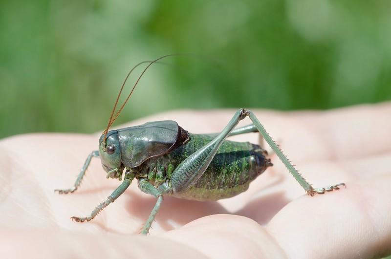 A green Mormon cricket sits in an open palm
