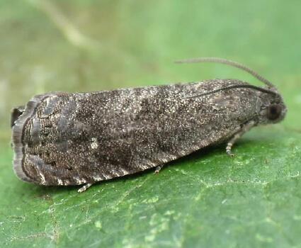 Close up of adult Grapholita molesta, the peach moth.