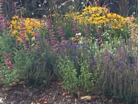 garden for pollinators