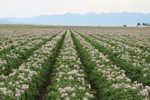 irrigation rows of potatoes