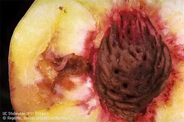 Close up of a peach moth larva crawling out of a peach half.