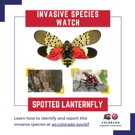 Report the spotted lanternfly at ag.colorado.gov/slf