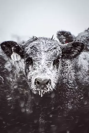 A medium closeup of calf in a herd who stares at the camera coated in frost as icicles hang from its mouth, black and white photo by Shelby Chesnut.
