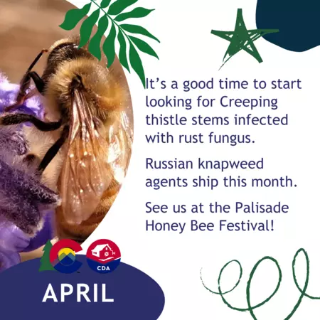 It’s a good time to start looking for Creeping thistle stems infected with rust fungus.  Russian knapweed agents ship this month.  See us at the Palisade Honey Bee Festival!