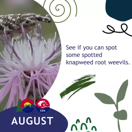 August: See if you can spot some spotted knapweed root weevils.