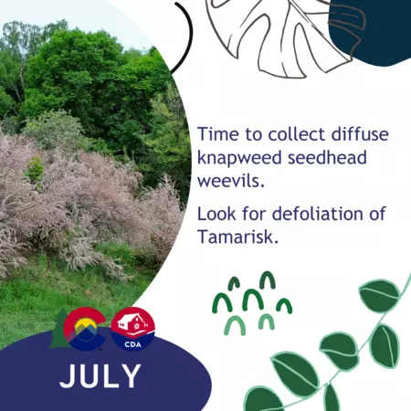 July: Time to collect diffuse knapweed seedhead weevils.  Look for defoliation of Tamarisk.