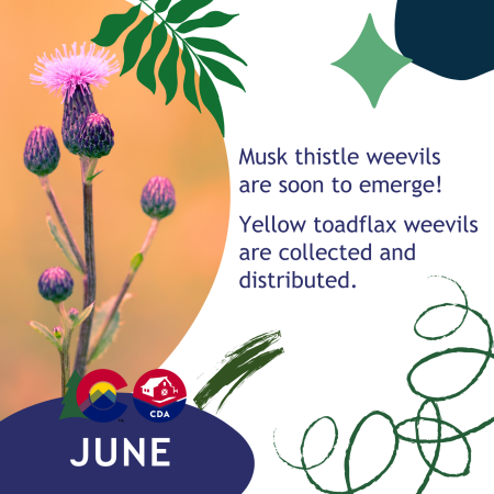 June: Musk thistle weevils are soon to emerge!  Yellow toadflax weevils are collected and distributed. 