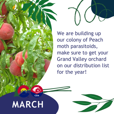 March: We are building up our colony of Peach moth parasitoids, make sure to get your Grand Valley orchard on our distribution list for the year!