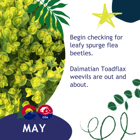 May: Begin checking for leafy spurge flea beetles.  Dalmatian Toadflax weevils are out and about.  