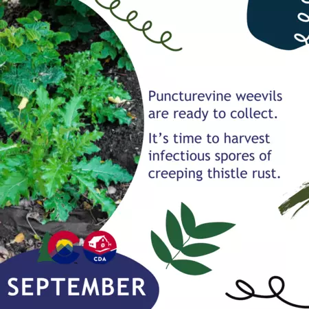 September: Puncturevine weevils are ready to collect.  It’s time to harvest infectious spores of creeping thistle rust. 