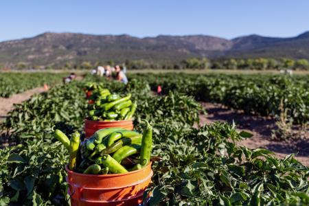 Buckets overfilled with long green peppers during harvest in the field.