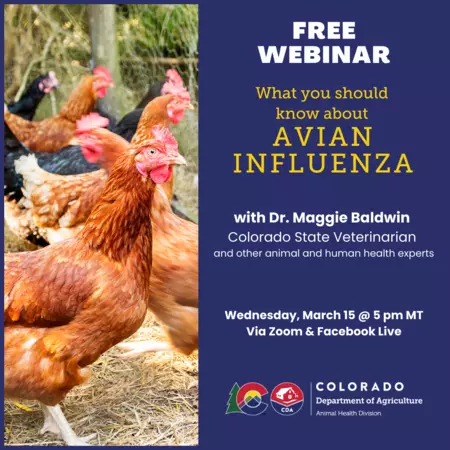 What you should know about Avian Influenza - Webinar with Dr. Maggie Baldwin, Colorado State Veterinarian, on March 15 at 5 pm. image of red hens.