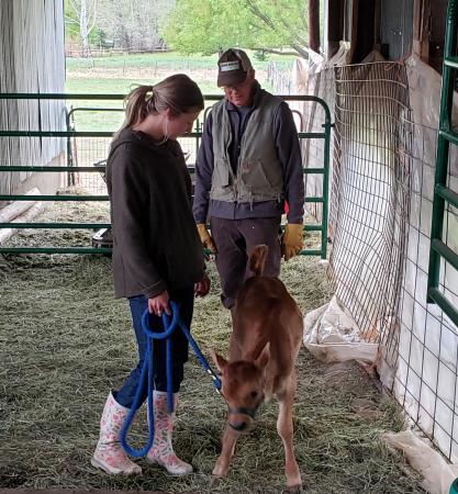 Brightwood Farms: a younger woman holds a calf on a lead rope inside a barn with an older male farmer watching.