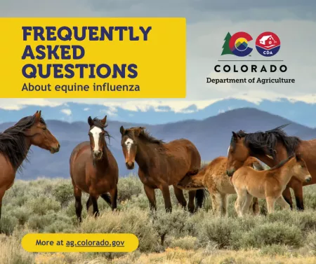Equine influenza FAQ