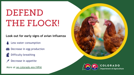 Defend the Flock! Look out for early signs of avian influenza: less water usage, decrease in egg production, difficulty breathing, decrease in appetite. More at ag.colorado.gov/hpai. Image of two red hens.