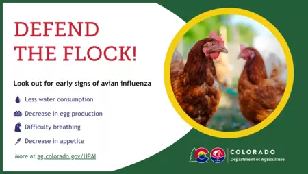 Defend the Flock! Look out for early signs of avian influenza: less water usage, decrease in egg production, difficulty breathing, decrease in appetite. More at ag.colorado.gov/hpai. Image of two red hens.
