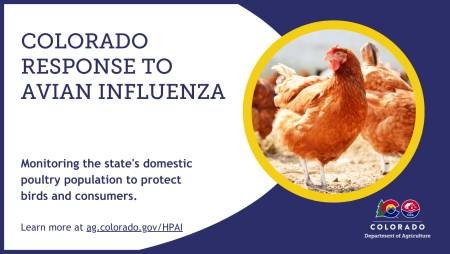 Colorado Response to Avian Influenza: Monitoring the state's domestic poultry population to protect birds and consumers. Learn more at ag.colorado.gov/HPAI Image of a group of red hens. 