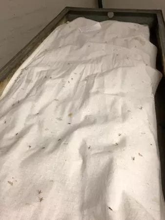 A white fabric sprinkled with spotting and parasitoid wasps.