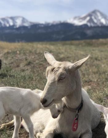 A mama goat with a small kid nudging her with his head in a Colorado meadow with a mountain range in the background. 