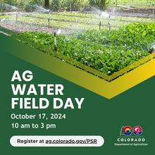 A field of greens irrigated through sprinklers