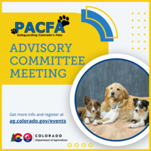 PACFA Advisory Committee Meeting, three dogs and a cat lay close to each other on a wooden floor lookin gup