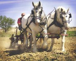Horses pulling a plow