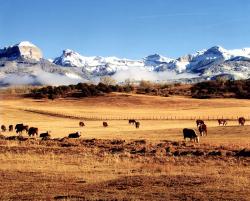 Cows in front of the mountains