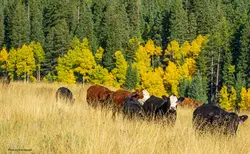 Cows graze in a field at the bottom of a mountain backdrop of pine and other Colorado trees in the fall.