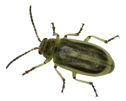 Diorhabda, Tamarisk Leaf Beetle