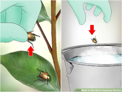 A two-part illustration shows a gloved hand picking a beetle from the leaf of a plant and the second part shows the gloved hand dropping the beetle into a bucket of soapy water.