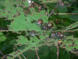 Adult Japanese beetles feed on and damage leaves.