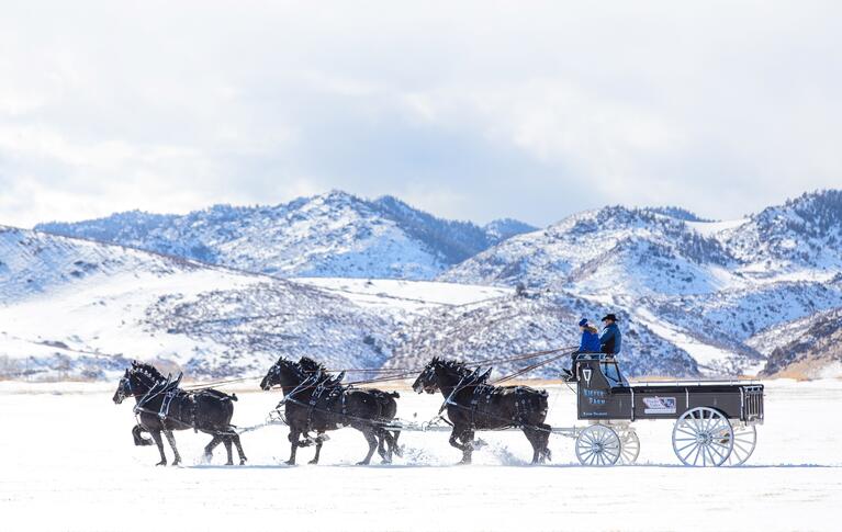 A carriage drawn by six horses rushes through a showy field with mountains in the background