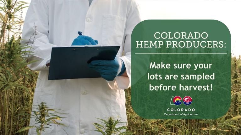 Sample your hemp lot(s) before harvest!