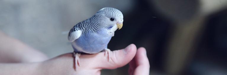 A parakeet sits on a person's thumb